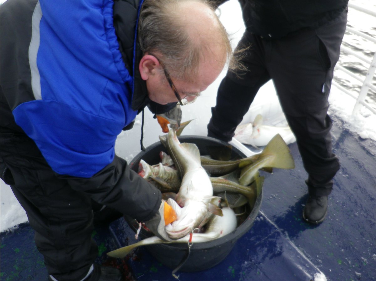 Cod Fishing43